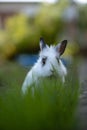 Leo the rabbit hiding in the grass Royalty Free Stock Photo