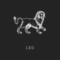 Leo zodiac symbol, hand drawn in engraving style. Vector graphic retro illustration of astrological sign Lion. Royalty Free Stock Photo