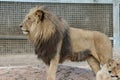 Leon sunbathing at the Barcelona zoo