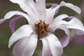 Leonard Messel loebner magnolia flower Royalty Free Stock Photo