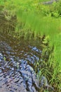 Leonard Pond shore grass located in Childwold, New York, United States