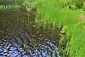 Leonard Pond shore grass located in Childwold, New York, United States