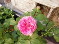 Leonardo da vinci rose