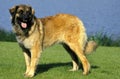 LEONBERG Royalty Free Stock Photo