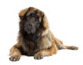 Leonberger (10 months old) Royalty Free Stock Photo