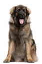 Leonberger, 11 months old, sitting Royalty Free Stock Photo