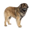 Leonberger (3 years old) Royalty Free Stock Photo