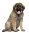 Leonberger, 4 months old, sitting Royalty Free Stock Photo