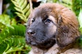 Leonberger Royalty Free Stock Photo