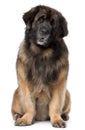Leonberger, 5 years old, sitting Royalty Free Stock Photo