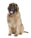 Leonberger( 6 years old ) Royalty Free Stock Photo