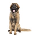 Leonberger (7 months old) Royalty Free Stock Photo