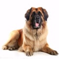 Leonberger breed dog isolated on a clean white background Royalty Free Stock Photo