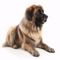 Leonberger breed dog isolated on a clean white background Royalty Free Stock Photo