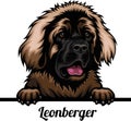 Leonberger - Color Peeking Dogs - dog breed. Color image of a dogs head isolated on a white background