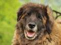 Leonberger dog Royalty Free Stock Photo