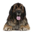 Leonberger dog, 5 years old Royalty Free Stock Photo