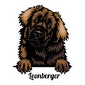 Leonberger - dog breed. Color image of a dogs head isolated on a white background