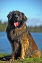 Leonberger dog close-up Royalty Free Stock Photo