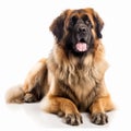 Leonberger dog close up portrait isolated on white background. Brave pet, loyal friend, Royalty Free Stock Photo