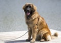 Leonberger Dog Royalty Free Stock Photo