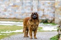 leonberger dog looking into camera. close up