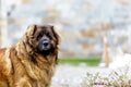 leonberger dog looking into camera. close up