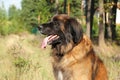 Leonberger dog. Outdoor portrait Royalty Free Stock Photo