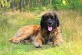 Leonberger dog, outdoor portrait Royalty Free Stock Photo