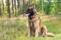 Leonberger dog, outdoor portrait Royalty Free Stock Photo