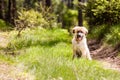 Leonberger dog puppy Royalty Free Stock Photo