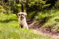 Leonberger dog puppy Royalty Free Stock Photo