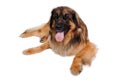 Leonberger dog is resting on a clean white background Royalty Free Stock Photo