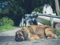 Leonberger dog resting by river Royalty Free Stock Photo
