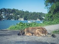 Leonberger dog resting by river Royalty Free Stock Photo