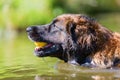 Leonberger dog swims with a ball in the snout Royalty Free Stock Photo