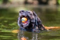 Leonberger dog swims with a ball in the snout Royalty Free Stock Photo