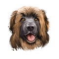 Leonberger giant mountain dog breed closeup portrait digital art illustration. Gentle lion leo purebred from Germany. German pet Royalty Free Stock Photo