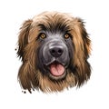 Leonberger giant mountain dog breed closeup portrait digital art illustration. Gentle lion leo purebred from Germany. German pet