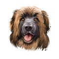 Leonberger giant mountain dog breed closeup portrait digital art illustration. Gentle lion leo purebred from Germany. German pet