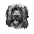 Leonberger giant mountain dog breed closeup portrait digital art illustration. Gentle lion leo purebred from Germany. German pet Royalty Free Stock Photo