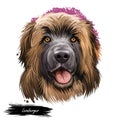 Leonberger giant mountain dog breed closeup portrait digital art illustration. Gentle lion leo purebred from Germany
