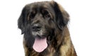 Leonberger portrait with a white background in studio Royalty Free Stock Photo