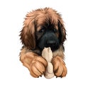 Leonberger puppy dog breed playing with toy digital art. German originated animal, domesticated mammal with playful mood. Giant Royalty Free Stock Photo