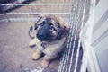 Leonberger puppy in kennel outside Royalty Free Stock Photo