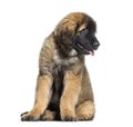 Leonberger puppy looking at camera against white background Royalty Free Stock Photo