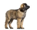 Leonberger puppy looking up against white background Royalty Free Stock Photo