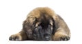 Leonberger puppy lying against white background Royalty Free Stock Photo