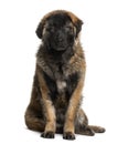 Leonberger puppy (8 months old) Royalty Free Stock Photo