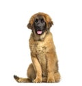 Leonberger puppy, 4 months old Royalty Free Stock Photo